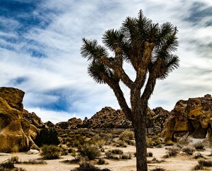 JOSHUA TREE NATIONAL PARK